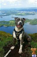 Staffordshire Bull Terrier